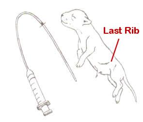 Oral Tip Feeding Tubes 3.5 or 5FG and Syringes