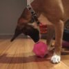 Aussie Dog Monster Treat Ball
